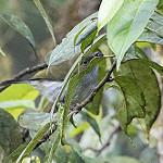 Пестробрюхая ягодница / Melanocharis striativentris