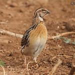 Перепел / Coturnix coturnix