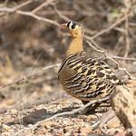 Индийский рябок / Pterocles indicus