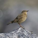 Скальный конёк / Anthus petrosus