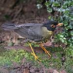 Андский соловьиный дрозд / Catharus maculatus