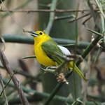 Great Iora / Aegithina lafresnayei