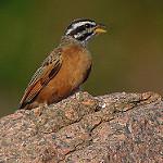Серогорлая овсянка / Emberiza goslingi