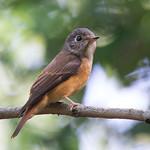 Ferruginous Flycatcher / Muscicapa ferruginea