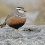 Хрустан / Eudromias morinellus