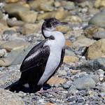 Crozet Shag / Leucocarbo melanogenis