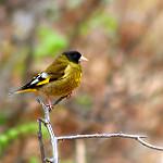 Black-headed Greenfinch / Chloris ambigua