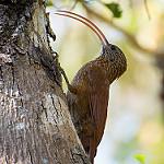 Красноклювый дугоклюв / Campylorhamphus trochilirostris