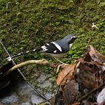 Slaty-backed Forktail / Enicurus schistaceus