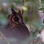 Мадагаскарская сова / Asio madagascariensis