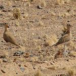 Burchell's Courser / Cursorius rufus