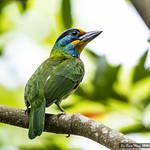 Black-browed Barbet / Psilopogon oorti