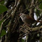 Grey-headed Spinetail / Cranioleuca semicinerea