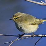 Green Warbler / Phylloscopus nitidus