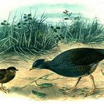 Полинезийский большеног / Megapodius pritchardii