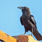Пустынный ворон / Corvus ruficollis