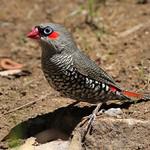 Red-eared Firetail / Stagonopleura oculata