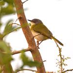 Белозобый бюльбюль / Phyllastrephus albigularis