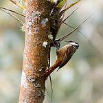 Андский гусар / Pseudocolaptes boissonneautii