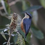White-tailed Nuthatch / Sitta himalayensis