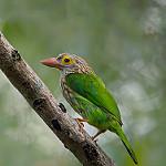 Lineated Barbet / Psilopogon lineatus