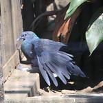 Японский вяхирь / Columba janthina
