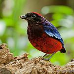 Garnet Pitta / Erythropitta granatina
