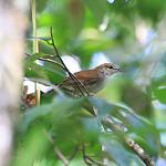 Танимбарская широкохвостка / Horornis carolinae