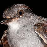 Ash-throated Gnateater / Conopophaga peruviana