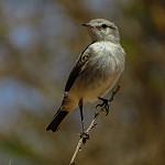 Spot-billed Ground Tyrant / Muscisaxicola maculirostris