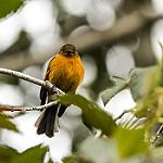 Коричневый мухолов / Pyrrhomyias cinnamomeus