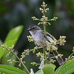 Mistletoe Tyrannulet / Zimmerius parvus