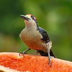 Golden-naped Woodpecker / Melanerpes chrysauchen