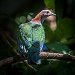 Green Imperial Pigeon / Ducula aenea