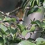 Красношапочная желтобрюшка / Eremomela badiceps