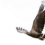Хохлатая агуйя-отшельник / Buteogallus coronatus