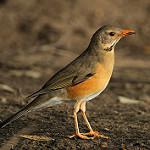 Красноклювый дрозд / Turdus libonyana