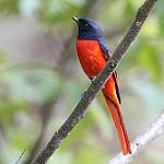 Short-billed Minivet / Pericrocotus brevirostris