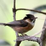 Rufous-fronted Bushtit / Aegithalos iouschistos