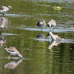 Ходулочниковый песочник / Calidris himantopus