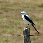 Black-and-white Monjita / Heteroxolmis dominicana