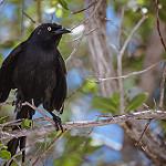 Cuban Blackbird / Ptiloxena atroviolacea