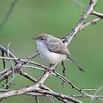 Краснолицая приния / Prinia rufifrons