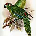 Желтоватый какарики / Cyanoramphus subflavescens