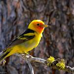Western Tanager / Piranga ludoviciana