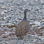 Patagonian Tinamou / Tinamotis ingoufi