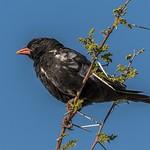 Красноклювый буйволов ткач / Bubalornis niger