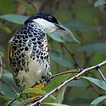Scaly-breasted Bulbul / Ixodia squamata