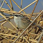 Исчерченная овсянка / Oriturus superciliosus
