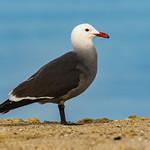 Серобрюхая чайка / Larus heermanni